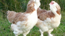 Chickens faverolles: vzácné a žádané ptačí plemeno